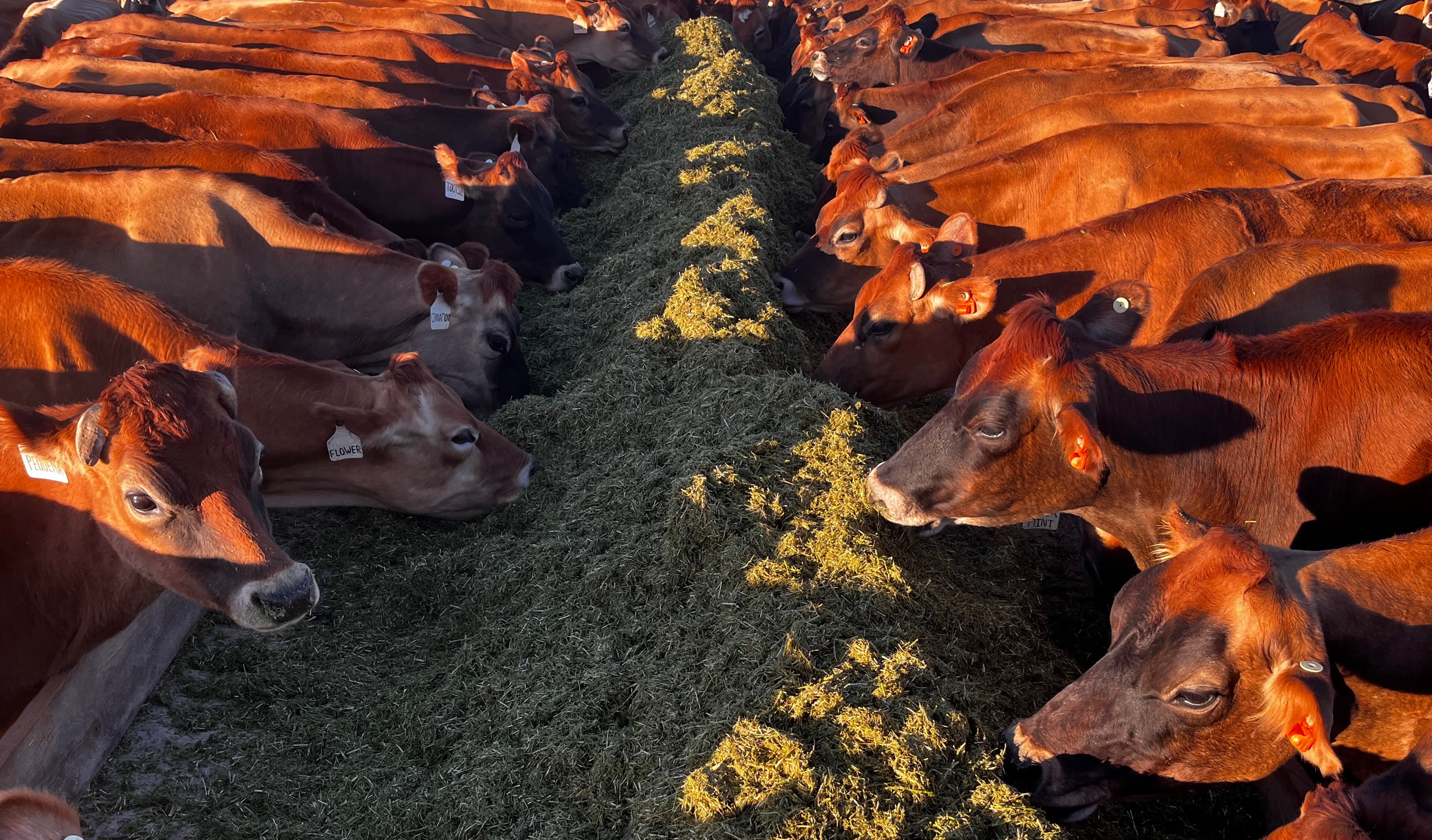 On the tractor at the farm