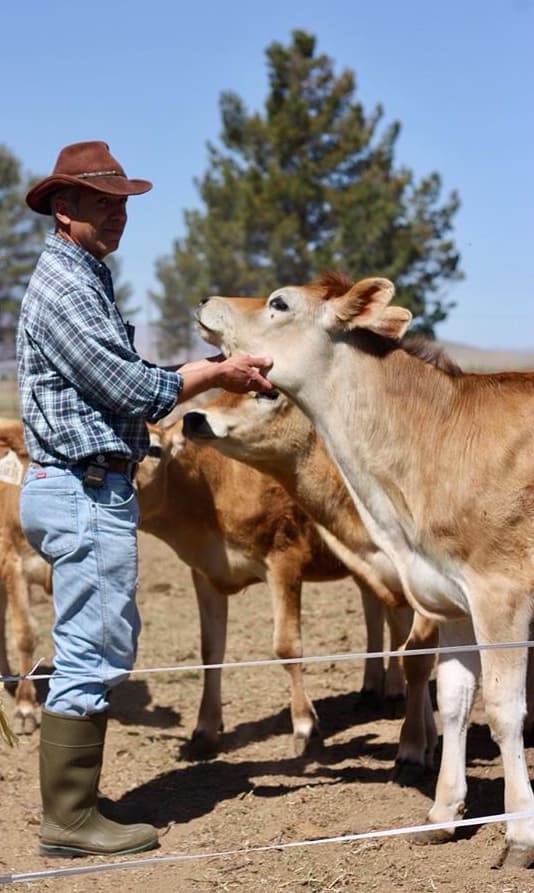 Milking in the parlor