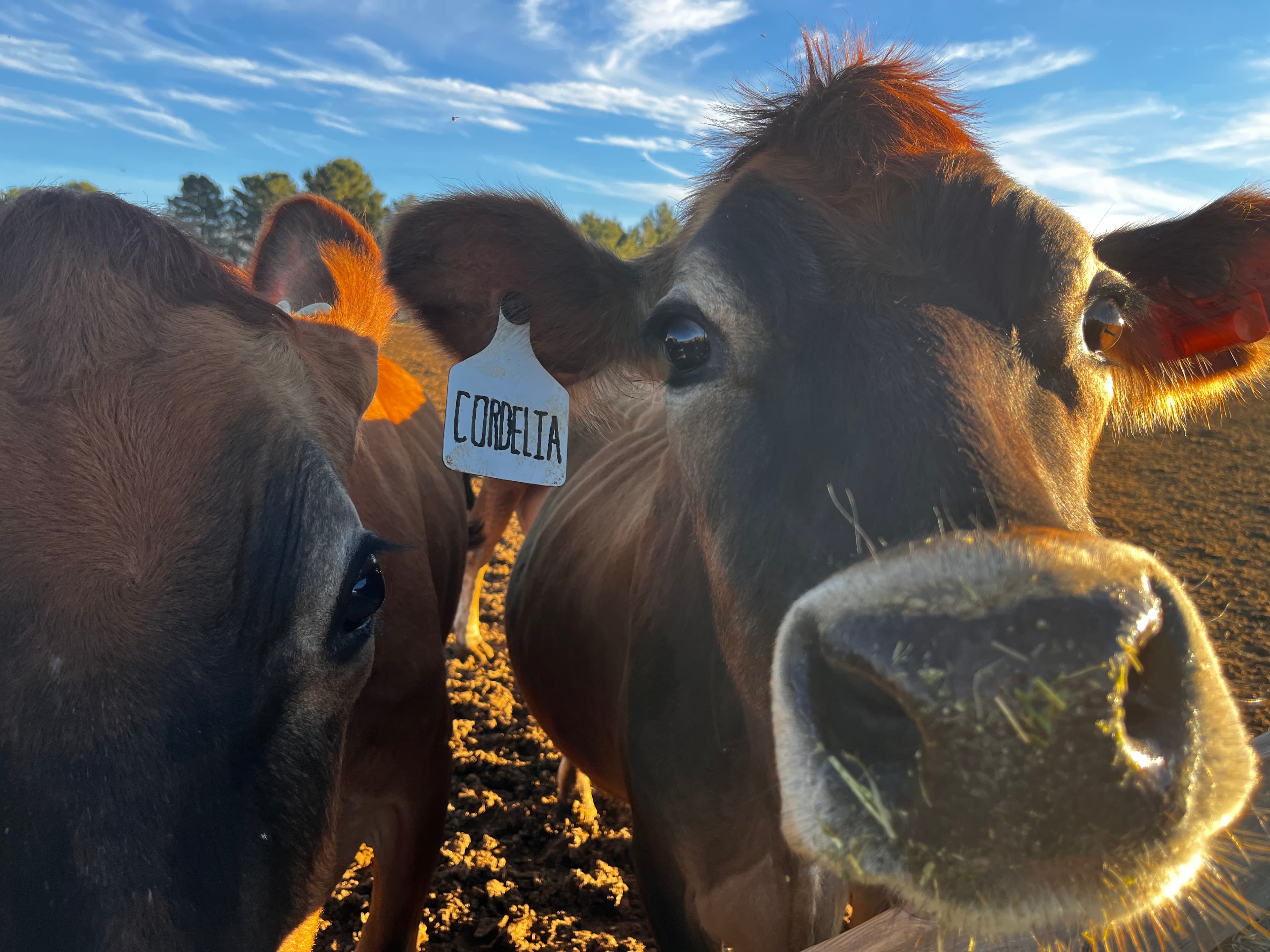 Child petting a Jersey calf